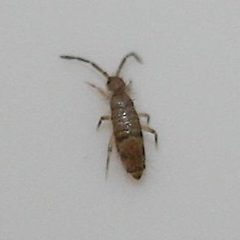Willowsia nigromaculata by Cody Hough. Used under a CC BY-SA 3.0 license.