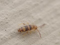 Willowsia platani 178572681 by Alexis. Used under a CC BY 4.0 license.