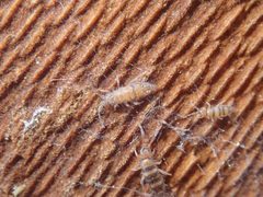Willowsia platani 179271679 by Matteo Marcandella. Used under a CC BY 4.0 license.