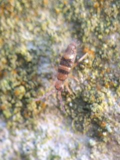 Willowsia platani 181675840 by Michel Langeveld. Used under a CC BY-SA 4.0 license.