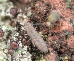 Isotoma delta 111163762 by Cole Shoemaker. Used under a CC BY 4.0 license.