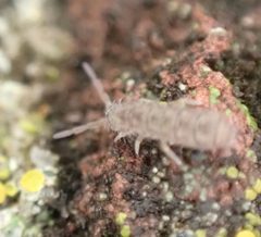 Isotoma delta 111163801 by Cole Shoemaker. Used under a CC BY 4.0 license.