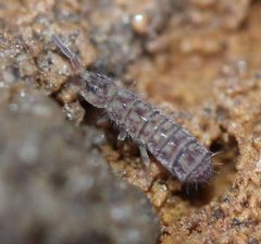 Isotoma delta 29816556 by Even Dankowicz. Used under a CC BY 4.0 license.