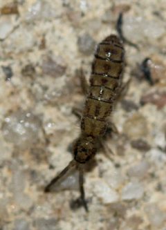 Isotoma delta 29816603 by Even Dankowicz. Used under a CC BY 4.0 license.
