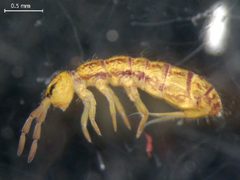 Isotoma riparia by David Porco, Unspecified. Used under a CC0 license.