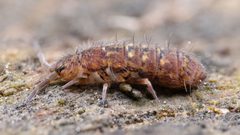 Isotoma viridis pomona 258841687 by Casey H. Richart. Used under a CC BY 4.0 license.