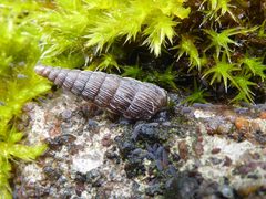 Unidentified Clausiliidae and Proisotoma schoetti by Syrio. Used under a CC BY-SA 4.0 license.