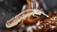 Folsomia candida - Flickr - andybadger by Andy Murray. Used under a CC BY-SA 2.0 license.