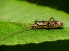 Big Springtail - Flickr - treegrow by Katja Schulz from Washington, D. C., USA. Used under a CC BY 2.0 license.