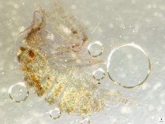 Collembola. Tomocerus by Khymyn.O. Used under a CC BY 4.0 license.