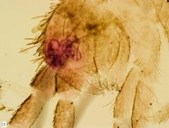 Collembola. Tomocerus head by Khymyn.O. Used under a CC BY 4.0 license.