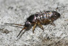 Tomocerus-minor-07-fws by Francisco Welter-Schultes. Used under a CC0 license.