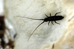 Tomocerus.vulgaris by James K. Lindsey. Used under a CC BY-SA 3.0 license.