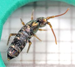 Tomocerus vulgaris by AJC1. Used under a CC BY-SA 2.0 license.