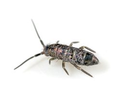 Tomocerus vulgaris - 46554763724 by AJC1. Used under a CC BY-SA 2.0 license.