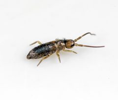 Tomocerus vulgaris - 46554764004 by AJC1. Used under a CC BY-SA 2.0 license.