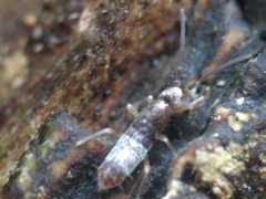Tomocerus vulgaris 174702183 by Michel Langeveld. Used under a CC BY-SA 4.0 license.