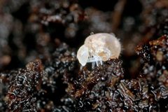 Neelus murinus - Flickr - Philippe Garcelon by Philippe  Garcelon. Used under a CC BY 2.0 license.