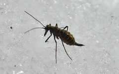 Snow flea 01 by Pfhewi. Used under a CC BY-SA 4.0 license.