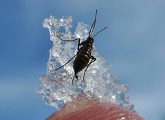 Snow flea 02 by Pfhewi. Used under a CC BY-SA 4.0 license.