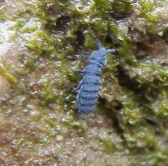 Anurida maritima 169265377 by Jon Mortin. Used under a CC BY 4.0 license.