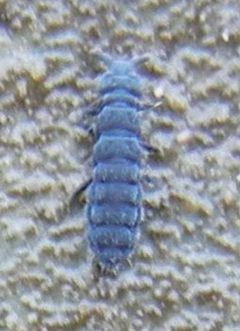 Anurida maritima 169265399 by Jon Mortin. Used under a CC BY 4.0 license.