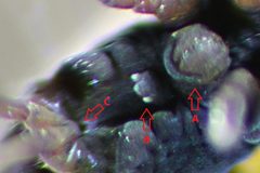 Podura aquatica - retinacle-collophore identified by Philippe Garcelon. Used under a CC BY 2.0 license.