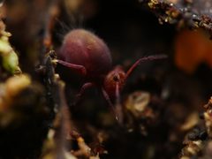 Dicyrtoma fusca 108147135 by Alexis. Used under a CC BY 4.0 license.