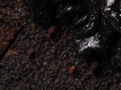 Dicyrtoma fusca 109720688 by Alexis. Used under a CC BY 4.0 license.