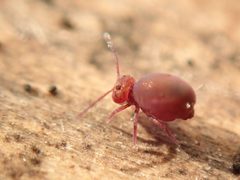 Dicyrtoma fusca 55353133 by Alexis. Used under a CC BY 4.0 license.