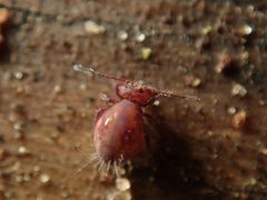 Dicyrtoma fusca 59239344 by Alexis. Used under a CC BY 4.0 license.