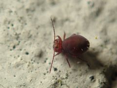Dicyrtoma fusca 59667621 by Alexis. Used under a CC BY 4.0 license.