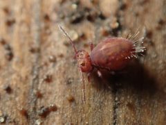 Dicyrtoma fusca 59743993 by Alexis. Used under a CC BY 4.0 license.