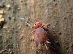 Dicyrtoma fusca 60634100 by Alexis. Used under a CC BY 4.0 license.