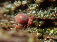 Dicyrtoma fusca 60835849 by Alexis. Used under a CC BY 4.0 license.