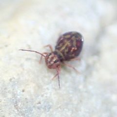 Dicyrtomina minuta 17011462 by Even Dankowicz. Used under a CC BY 4.0 license.