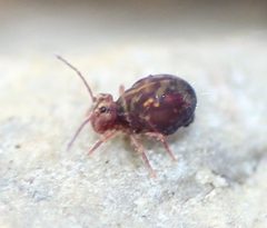 Dicyrtomina minuta 17011485 by Even Dankowicz. Used under a CC BY 4.0 license.