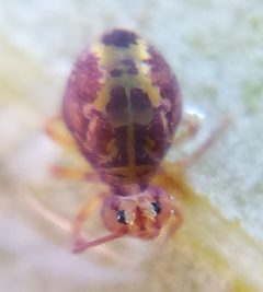 Dicyrtomina minuta 30469923 by Even Dankowicz. Used under a CC BY 4.0 license.