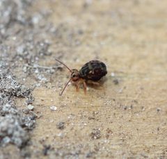 Dicyrtomina minuta 47988859 by Even Dankowicz. Used under a CC BY 4.0 license.