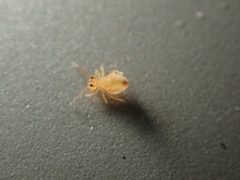 Dicyrtomina minuta 59370811 by Alexis. Used under a CC BY 4.0 license.