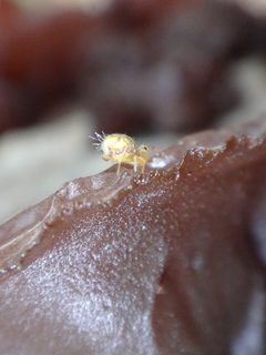 Dicyrtomina minuta 7729870 by Chris Kratzer. Used under a CC BY-SA 4.0 license.