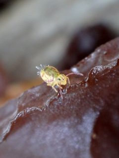 Dicyrtomina minuta 7729882 by Chris Kratzer. Used under a CC BY-SA 4.0 license.