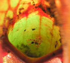 Sarracenia. Dicyrtomina.2 by Beatriz Moisset. Used under a CC BY-SA 4.0 license.