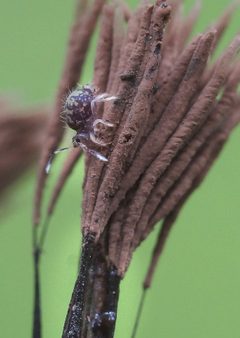 Collembola Ptenothrix beta on the sporangia of myxomycete Stemonitis fusca by Shirokikh125. Used under a CC BY-SA 4.0 license.