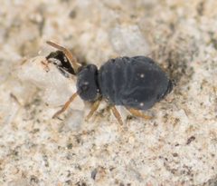 Sminthurinus atrapallidus by Jesse Rorabaugh. Used under a CC0 license.
