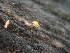 Sminthurinus henshawi by Humansubmarine. Used under a CC0 license.