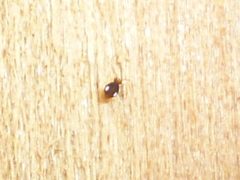 Sminthurinus quadrimaculatus by Even Dankowicz. Used under a CC BY 4.0 license.
