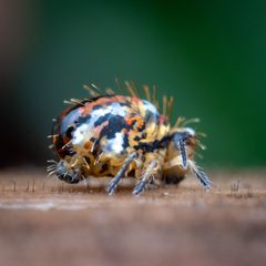 Vesicephalus occidentalis 364986990 by Claus Giloi. Used under a CC BY 4.0 license.