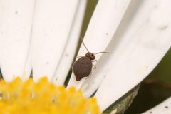 Bourletiella hortensis 67299195 by formicacid. Used under a CC0 license.