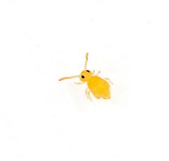 Deuterosminthurus pallipes - 46741916505 by AJC1. Used under a CC BY-SA 2.0 license.